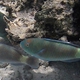 Tan-faced Parrotfish