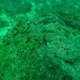 Yellowfin Grouper