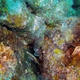 Reef Scorpionfish