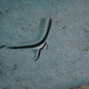 Jack-knifefish (Juvenile)