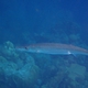 Guachanche Barracuda