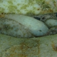 Stippled Clingfish