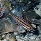 Five-lined Cardinalfish