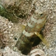 Luther's Prawn-goby