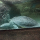 Eastern Long-Necked Turtle