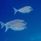Humpback Unicornfish (Juvenile)