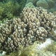 Cluster Coral