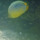 Melon Butterflyfish