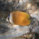 Sunburst Butterflyfish