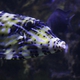Scrawled Filefish