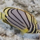 Scrawled Butterflyfish