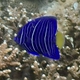 Yellowbar Angelfish (Juvenile)
