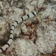 Harlequin Snake Eel