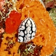 Red Sea Phyllidiopsis