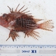 Red Lionfish (Juvenile)
