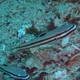 Twostripe Goby