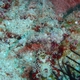 Bartels' Dragonet