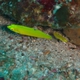 Canary Wrasse - juvenile