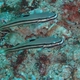 Twostripe Goby