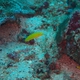 Canary Wrasse