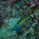 Yellowtail Fangblenny