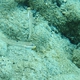 Mural Goby