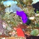 Magenta Dottyback