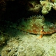 Bucktooth Parrotfish