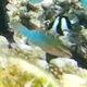 Bridled Parrotfish (Juvenile)