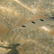 Mediterranean Dealfish (Juvenile)