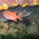 Panamic Soldierfish