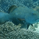 Marbled Coral Grouper