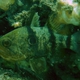 Twobelt Cardinalfish