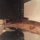Common Whiptail Catfish