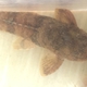 Common Whiptail Catfish