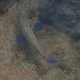 Bluelined Grouper