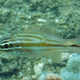 Copper-striped Cardinalfish