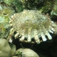 Scaly Thorny Oyster