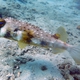 Black-lip Porcupinefish
