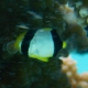 Chevron Butterflyfish (Juvenile)