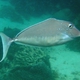 Humpback Unicornfish