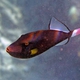 Pinktail Triggerfish