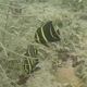 Gray Angelfish (Juvenile)