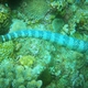 Turtlehead Sea Snake