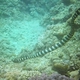 Turtlehead Sea Snake