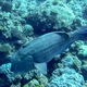Green Humphead Parrotfish