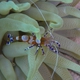 Spotted Cleaner Shrimp