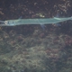Flat Needlefish