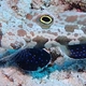 Twinspot Goby
