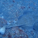 Japanese angelshark